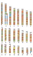 Karyotype comparison between human and chimpanzee chromosomes