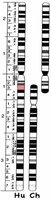 Detailed banding comparison of human and chimpanzee chromosome 2