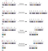 Types of chromosomal structural changes