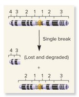 Terminal deletion diagram