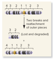 Interstitial deletion diagram