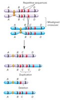 Mechanism of duplication and deletion via misaligned crossover