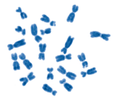 Micrograph of corn metaphase chromosomes