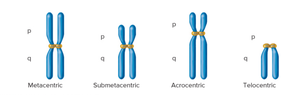 Types of chromosomes based on centromere position