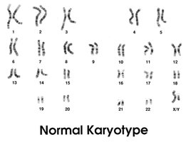 Normal human karyotype