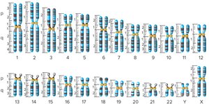 Conventional numbering system of G bands in human chromosomes