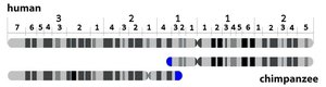 Comparison of human and chimpanzee chromosomes