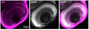 Immunohistochemistry in zebrafish retina showing GS and DAPI staining