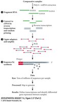 RNA-Seq workflow diagram