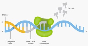 Diagram of PCR showing primer, template, DNA polymerase, and dNTPs