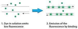 SYBR Green fluorescence in qPCR