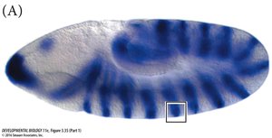In situ hybridization showing gene expression pattern in tissue