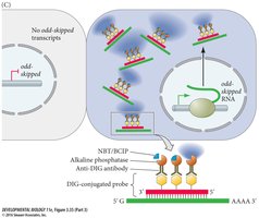Diagram of in situ hybridization detection process
