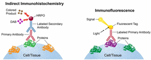 Indirect immunohistochemistry and immunofluorescence diagram