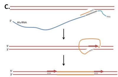 Diagram of Alu element structure and retrotransposition mechanism