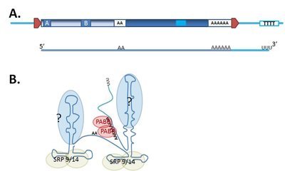 Alu RNA structure and ribonucleoprotein complex formation