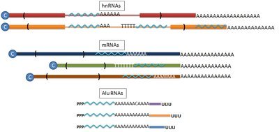 Distribution of Alu elements in various RNA transcripts