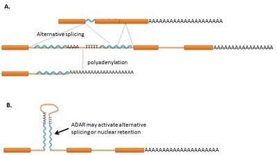 Alu elements in alternative splicing, polyadenylation, and ADAR editing