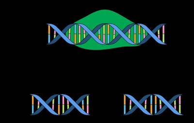 Restriction enzyme cutting DNA at a specific site