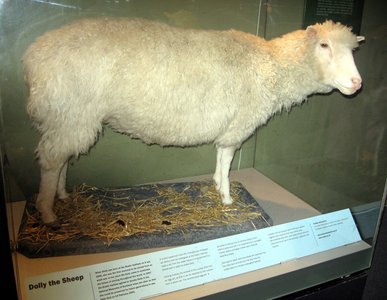 Dolly the sheep, the first cloned mammal from an adult cell