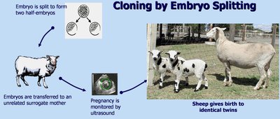 Cloning by embryo splitting