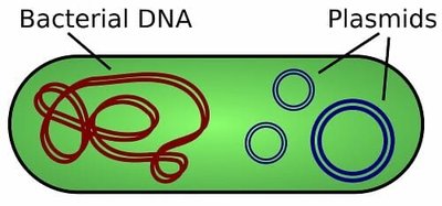 Plasmid map showing multiple cloning site and selectable markers