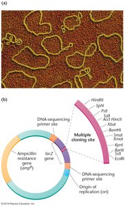 Transformation of bacterial cells with recombinant plasmids