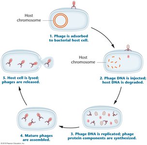 Lytic cycle of bacteriophage in host cell