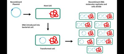 Transformation and replication of recombinant DNA in host cells
