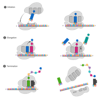 Diagram showing the initiation, elongation, and termination stages of translation