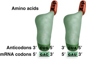 Diagram of tRNA showing anticodon and amino acid attachment site