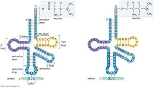 Diagram showing codon-anticodon pairing between mRNA and tRNA