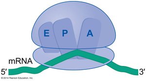 Diagram of ribosome showing A, P, and E sites