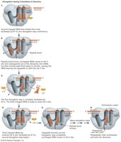 Diagram showing the elongation cycle of translation in the ribosome
