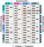 Genetic code table for practice translating mRNA sequences