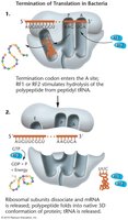 Diagram showing the termination of translation and release of the polypeptide