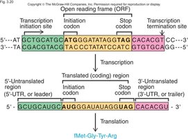 Diagram of gene structure showing promoter, UTRs, ORF, and terminator