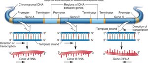 Diagram showing multiple genes with promoters and terminators on a DNA molecule