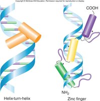 Helix-turn-helix and zinc finger DNA binding domains