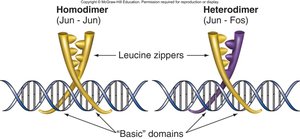 Leucine zipper dimerization domains
