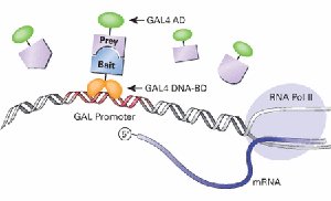 Yeast two-hybrid system