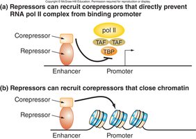 Repressors recruit corepressors to inhibit transcription