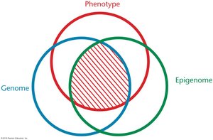 Venn diagram of genome, epigenome, and phenotype