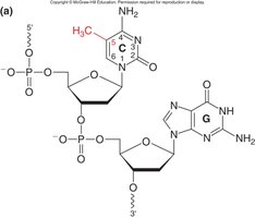 Methylation of cytosine in CpG dinucleotide