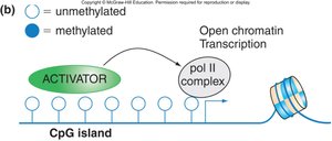 Unmethylated CpG island allows transcription