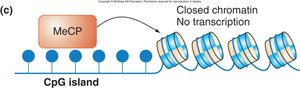 Methylated CpG island leads to closed chromatin