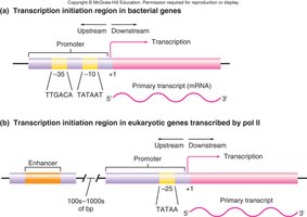 Transcription initiation regions in bacteria and eukaryotes