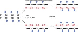 Heritability of CpG methylation