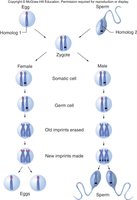 Resetting of genomic imprints during meiosis