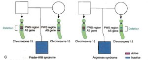 Genetic mechanism of Prader-Willi and Angelman syndromes